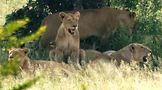 Löwin mit den Jungtieren by Gis