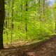 Waldmotive, hier: Frhlingsimpressionen im Laubwald (4)