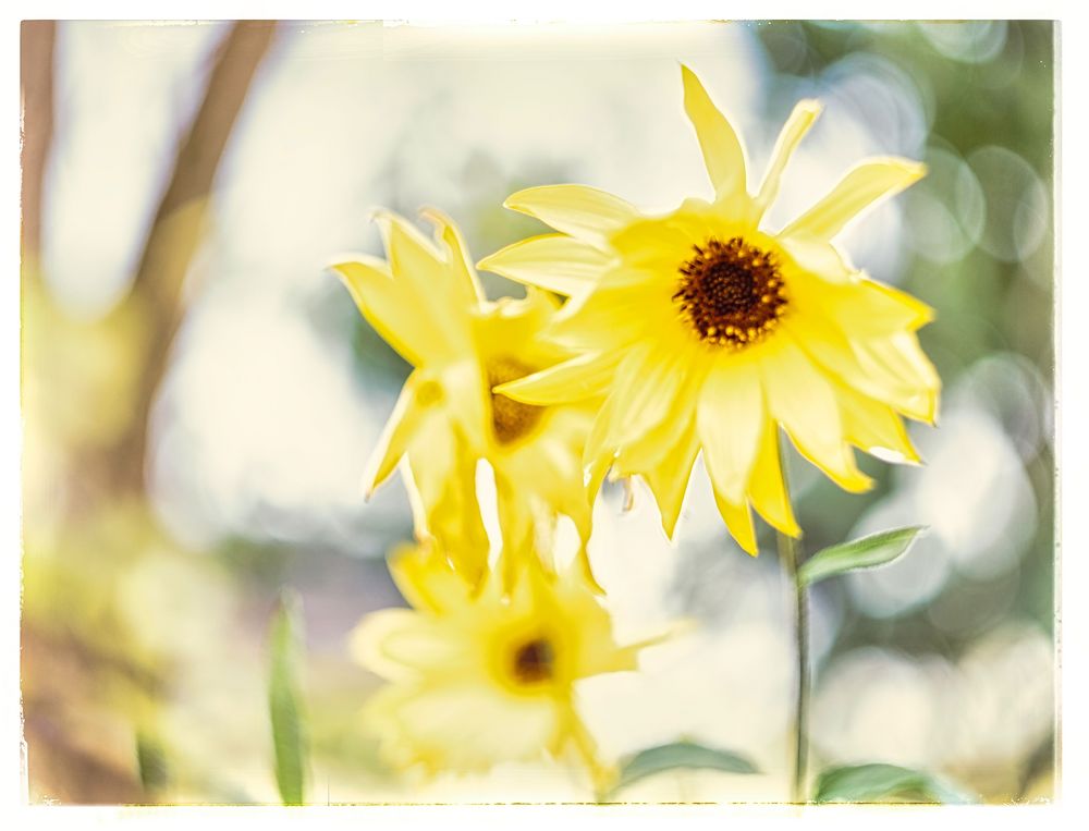 Oktobersonne mit Helios-44-2 von Georg Wirth