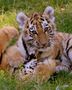 Tiger-Baby von csphotographie