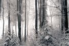 Im Winterwald by Gallus Pictures present