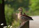 Rotschulter Enten