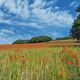 Champ de coquelicots en Lomagne