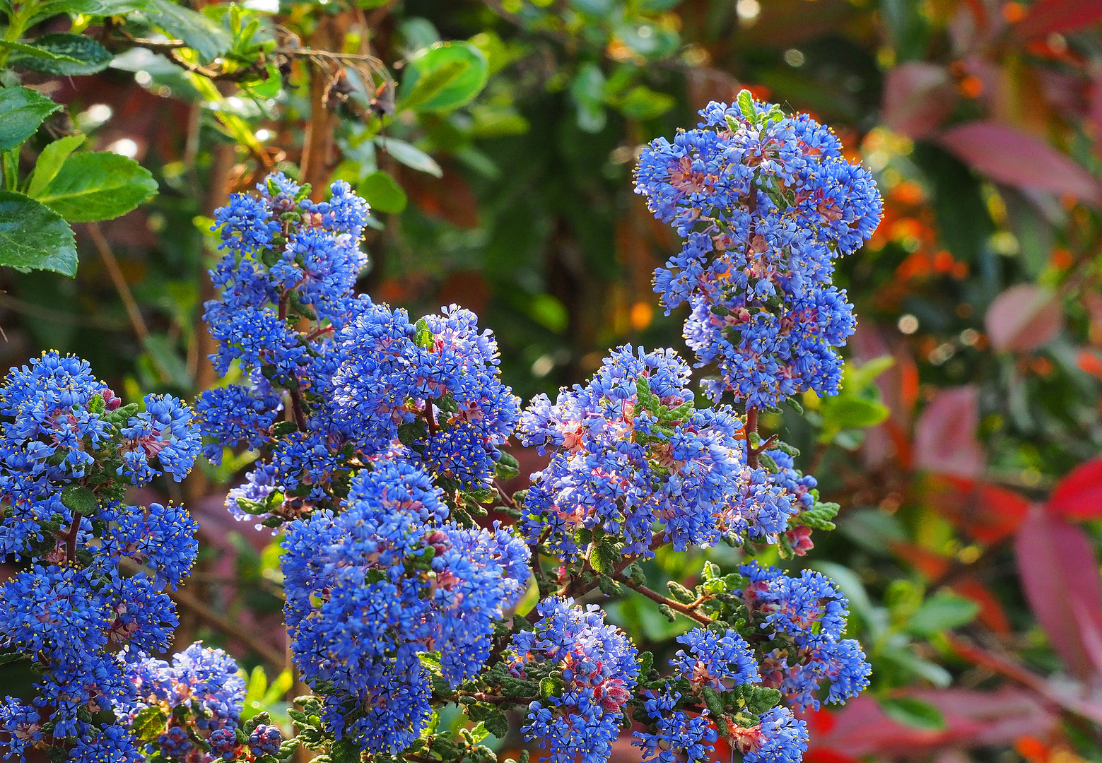 Céanothe dans le jardin