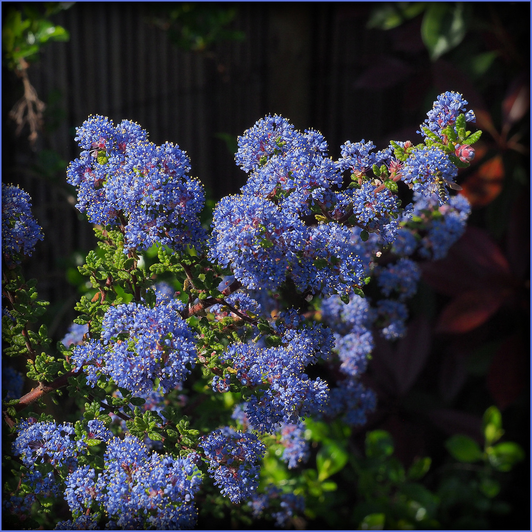 Céanothe en fleurs