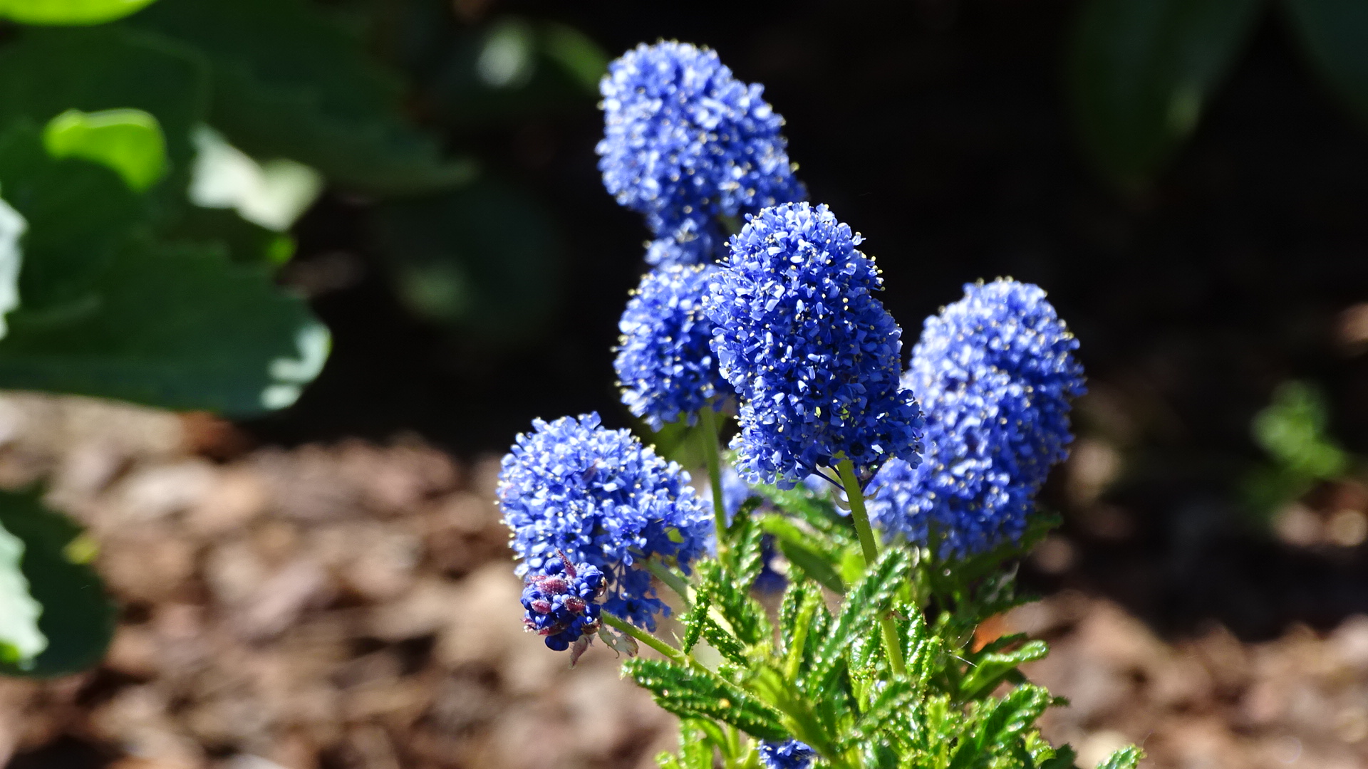 Ceanothus Blue Diamond