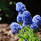 Ceanothus Blue Diamond