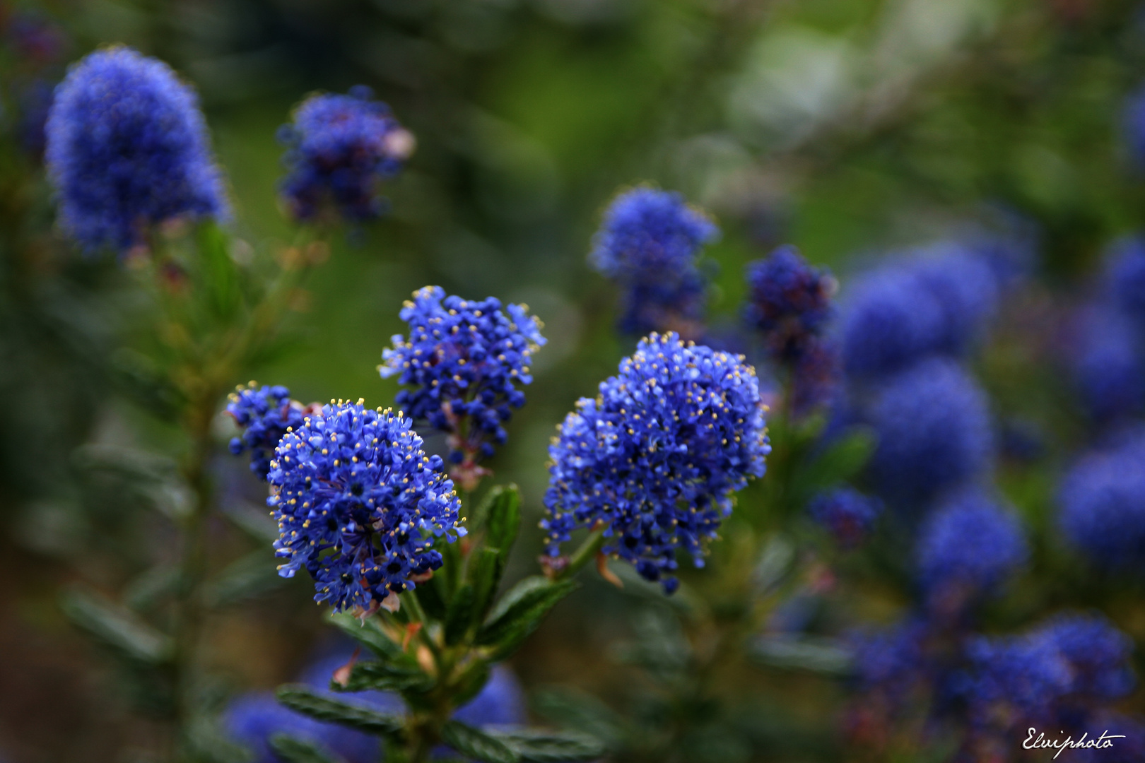 Ceanothus