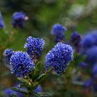 Ceanothus