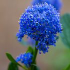 Ceanothus impressus Victoria 