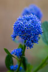 Ceanothus impressus Victoria 