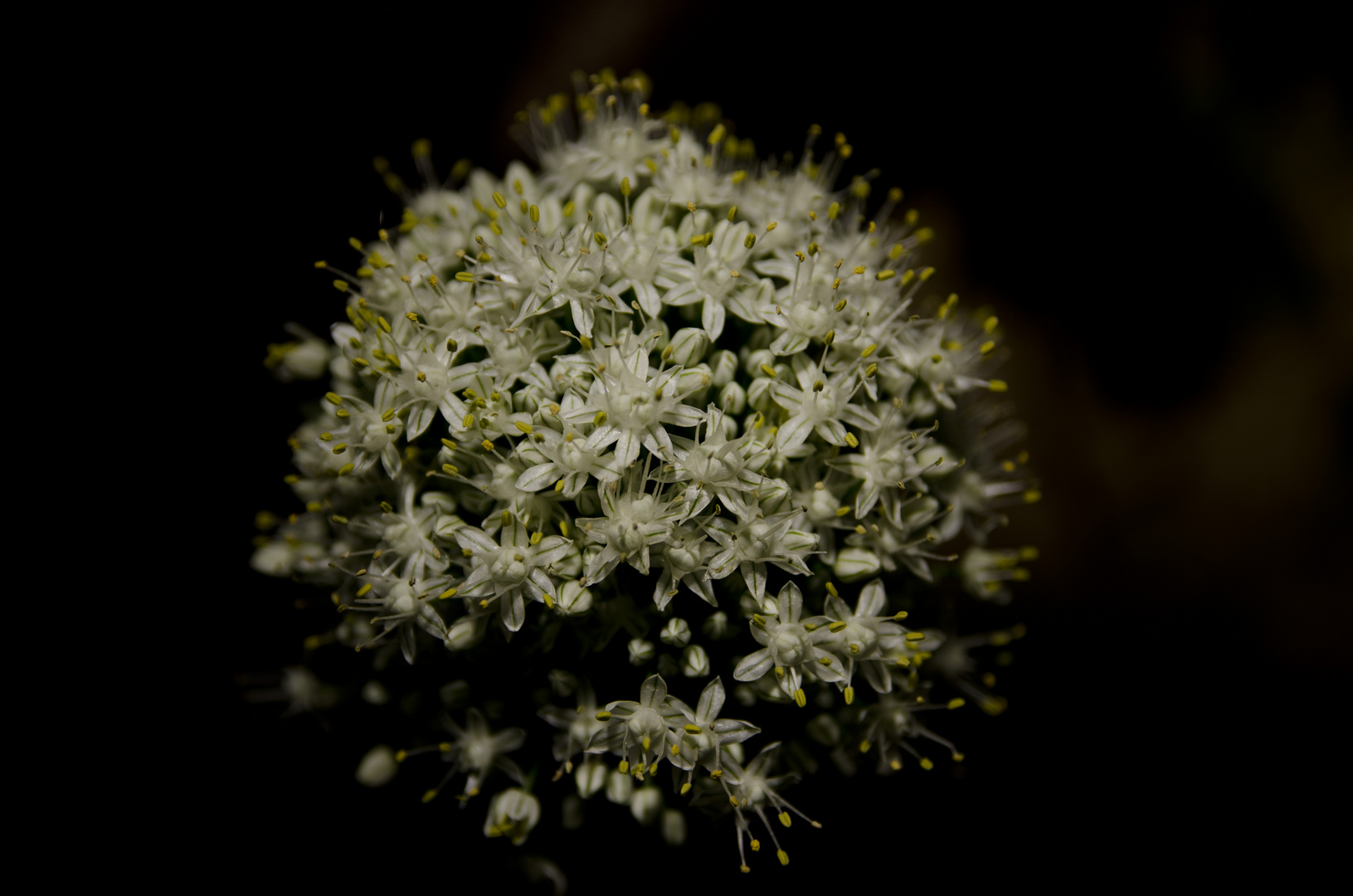 Cebolla en flor