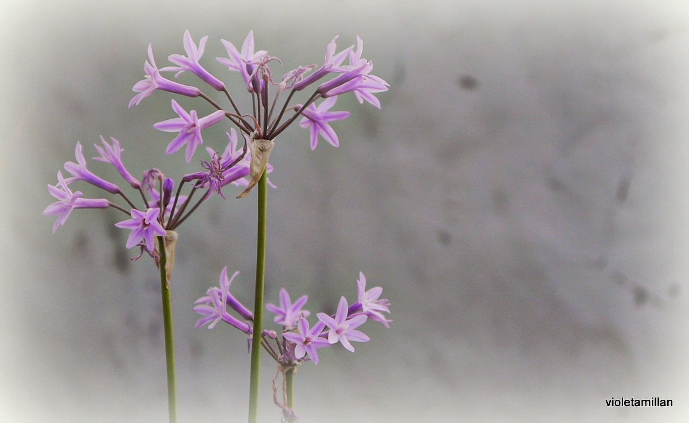 CEBOLLITA DE JARDIN