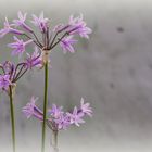 CEBOLLITA DE JARDIN