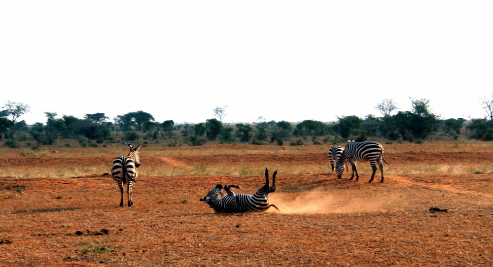 ¿Cebras o Zebras?