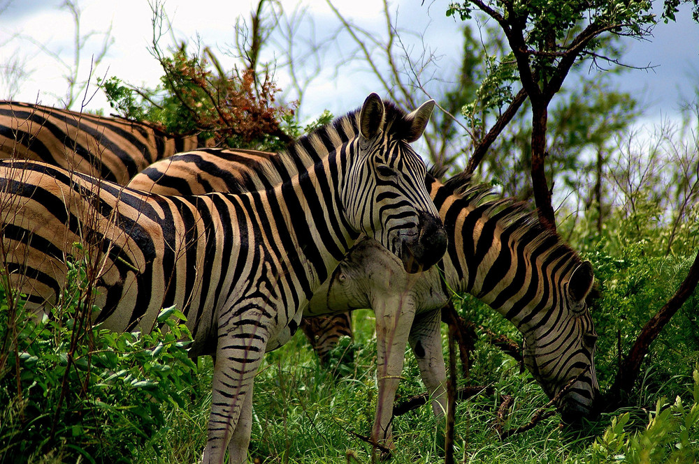 cebras sud africa