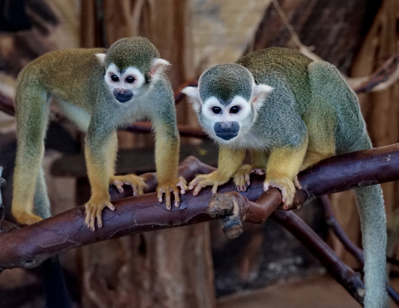 Cebus Foto & Bild natur, affen, zoo Bilder auf