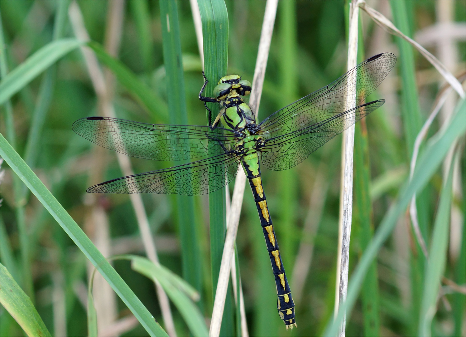 "Cécile"- Grüne Flussjungfer - Ophiogomphus cecilia