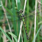 "Cécile"- Grüne Flussjungfer - Ophiogomphus cecilia