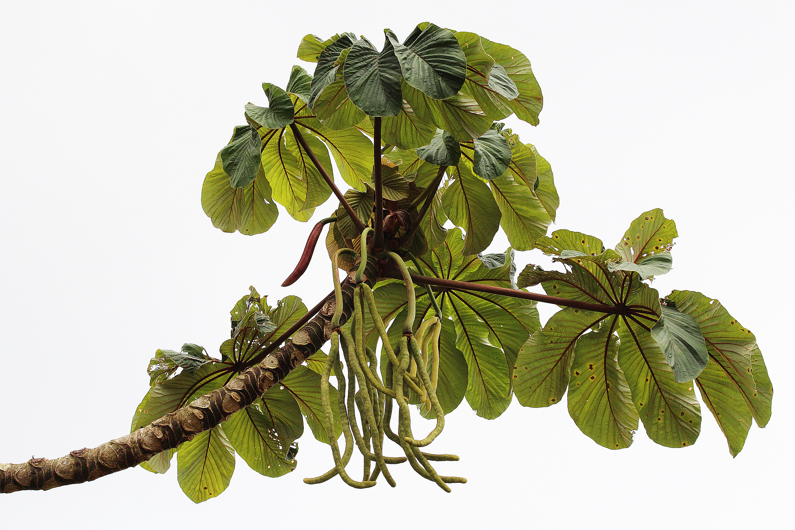 Cecropia Baum in Costa Rica