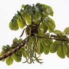 Cecropia Baum in Costa Rica