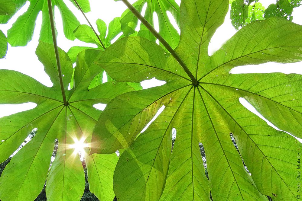 Cecropia obtusifolia