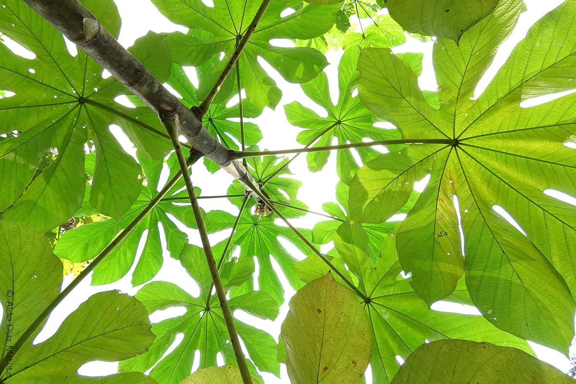 Cecropia obtusifolia