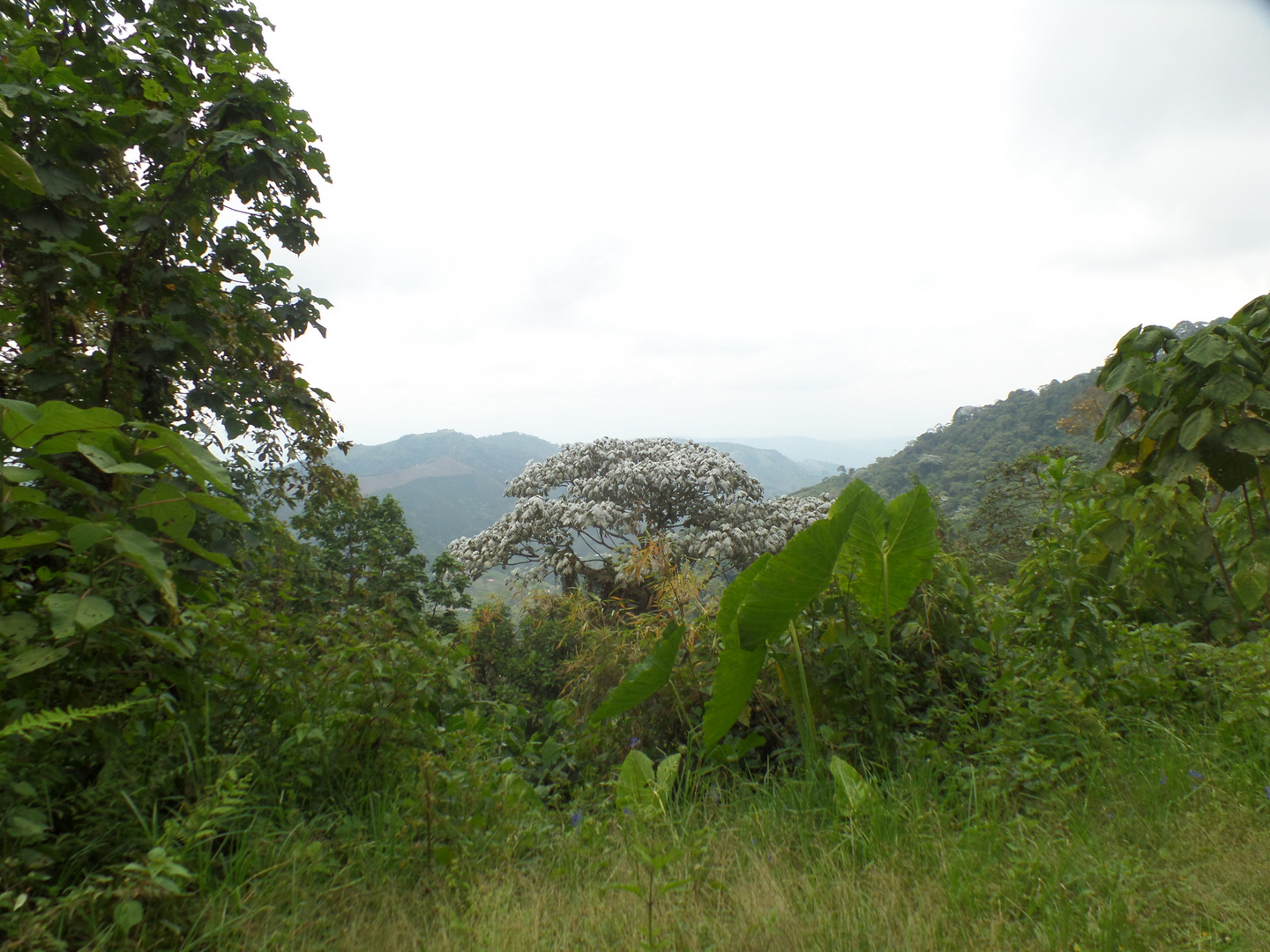 Cecropiaceae  Yarumos