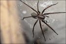 Frost-Spinne von J.u.St. Pics