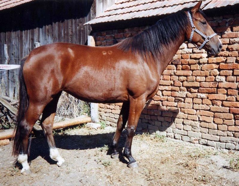 Céda, Trakehnerstute