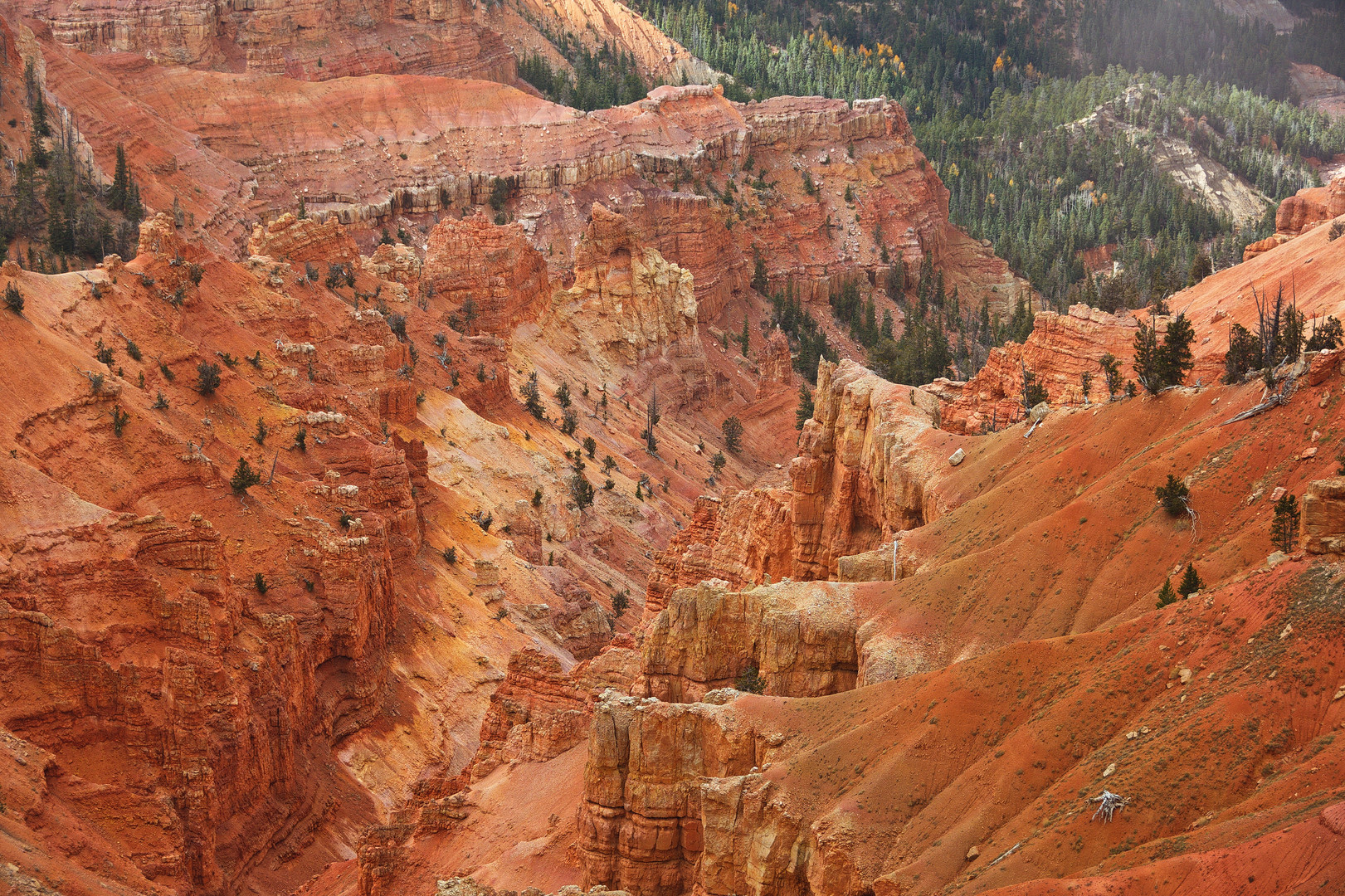 Cedar Breaks National Monument Close Up