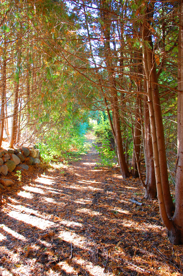 Cedar Path