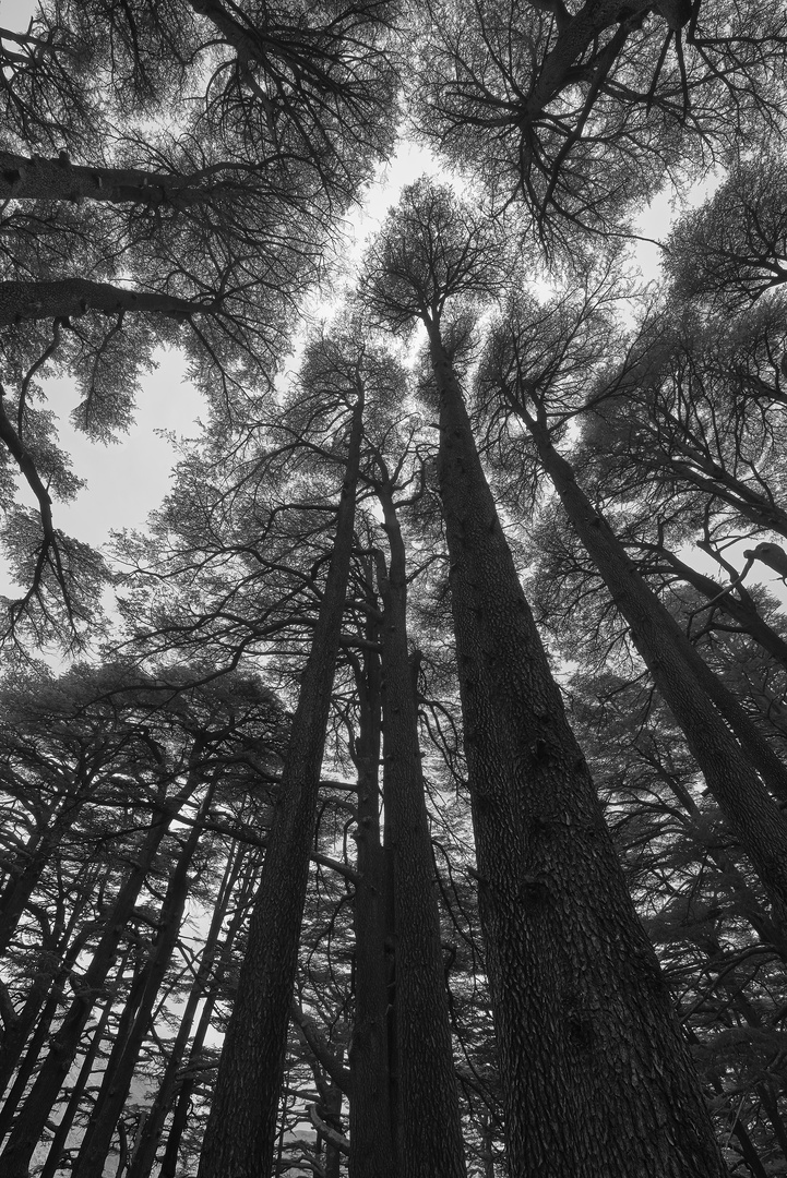 Cedar Trees - Lebanon