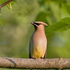 Cedar WaxWing