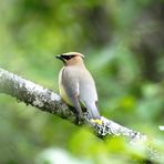 Cedar Waxwing