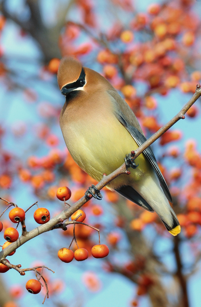 Cedar Waxwing