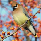 Cedar Waxwing