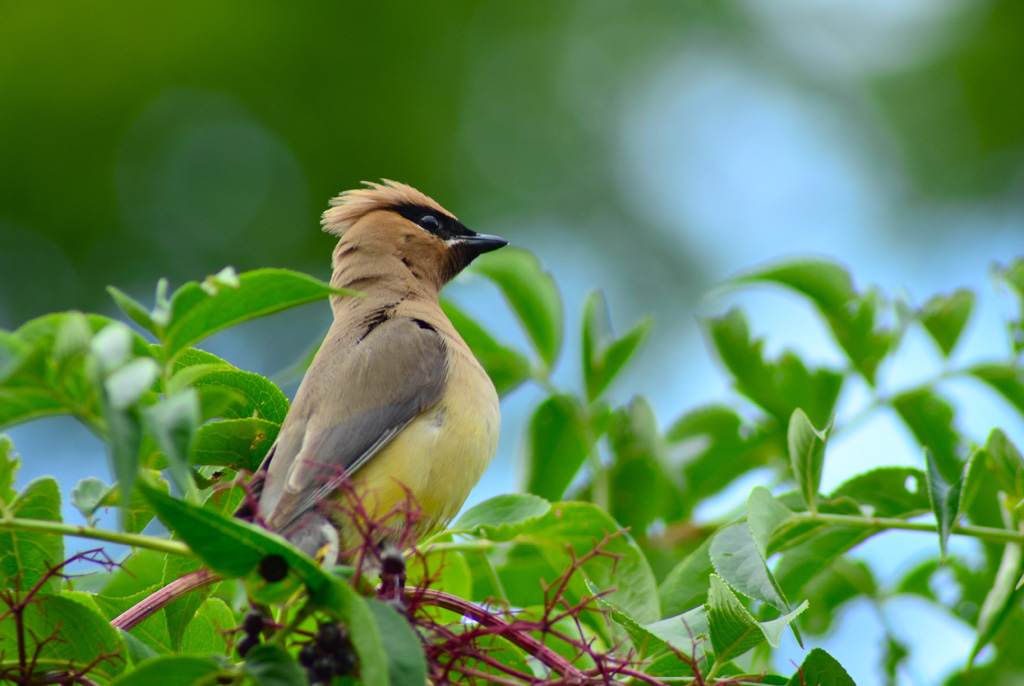 Cedar Waxwing on Alert