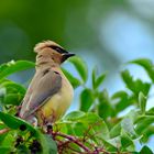 Cedar Waxwing on Alert