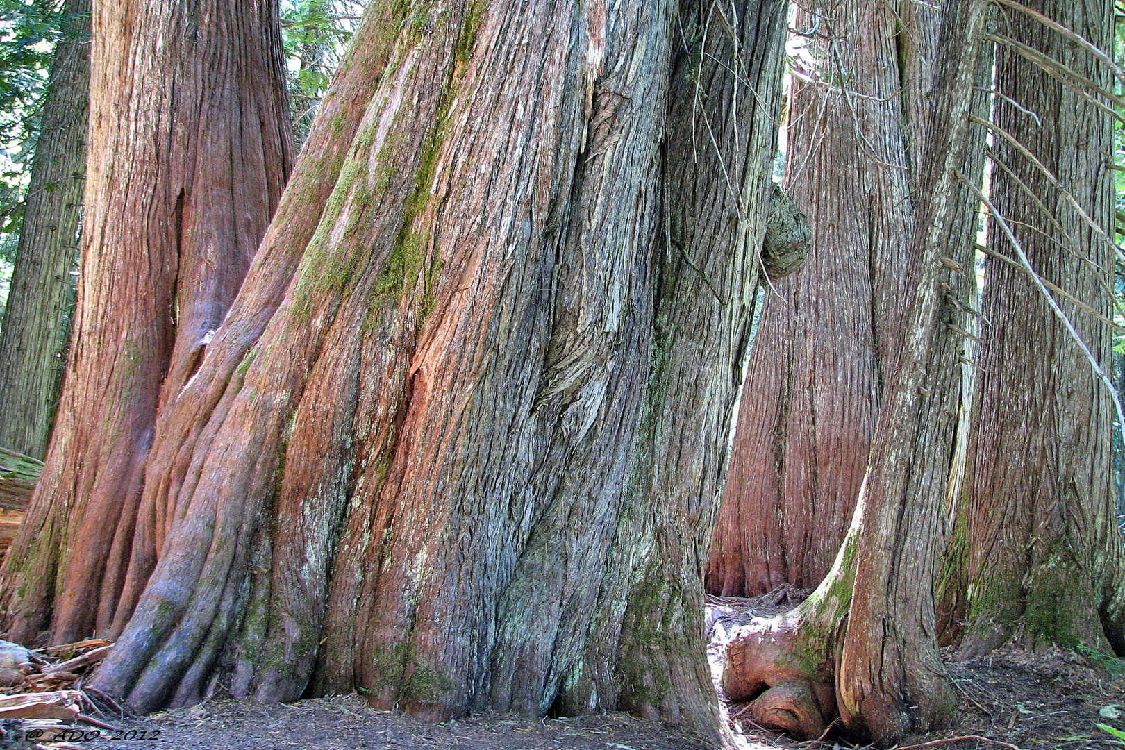 Cedars - Giants of the Forest