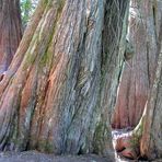 Cedars - Giants of the Forest