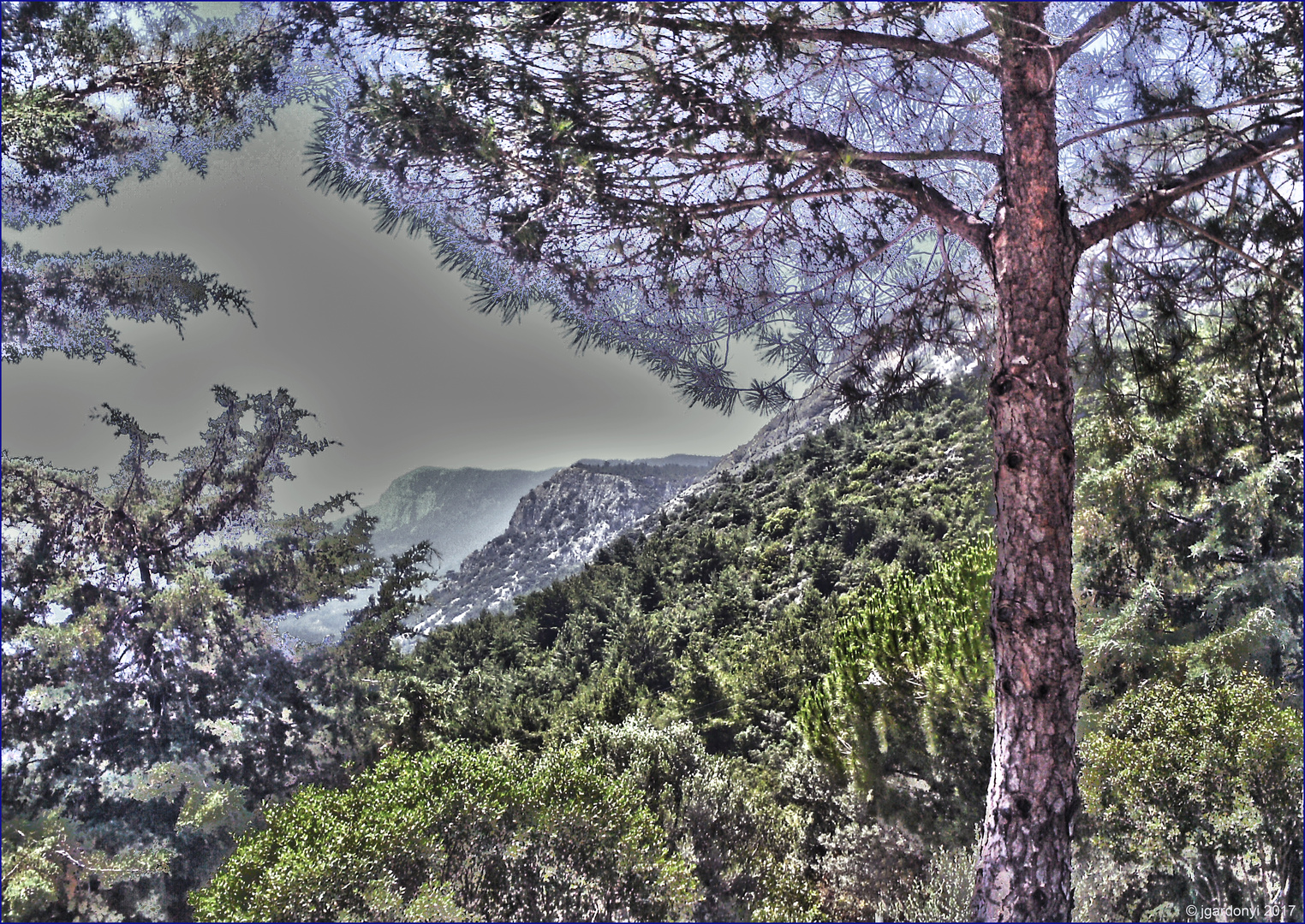 cedars of lebanon