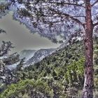 cedars of lebanon