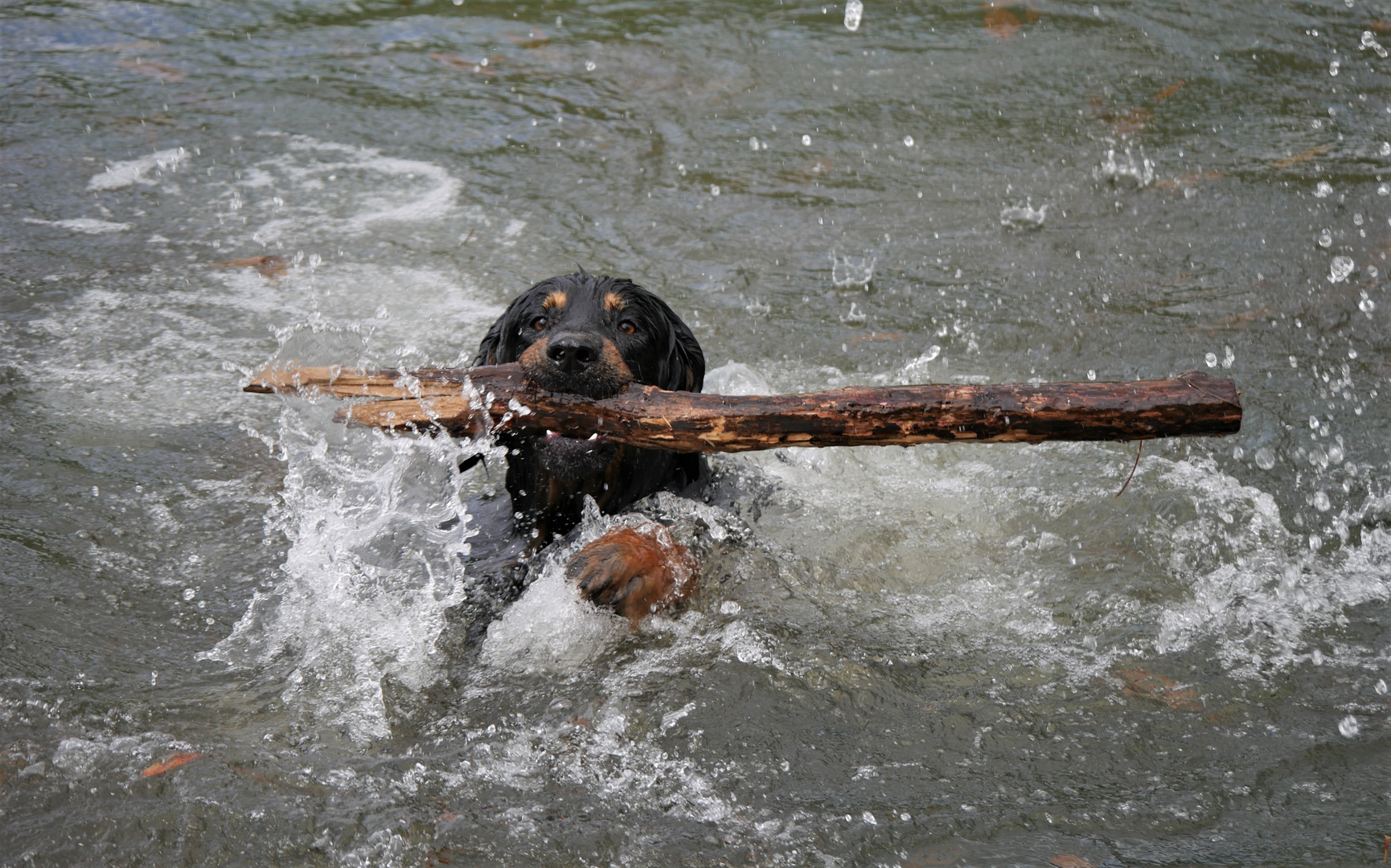 Ceddi der Meisterschwimmer