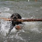 Ceddi der Meisterschwimmer