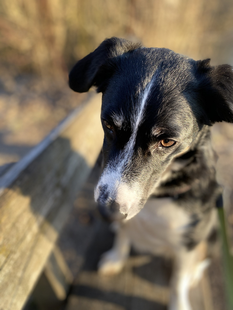 Cedrick the Bordercollie 