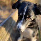 Cedrick the Bordercollie 