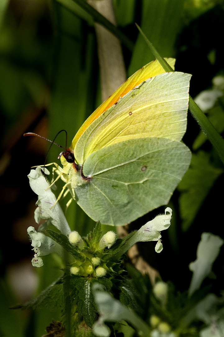 cedronella