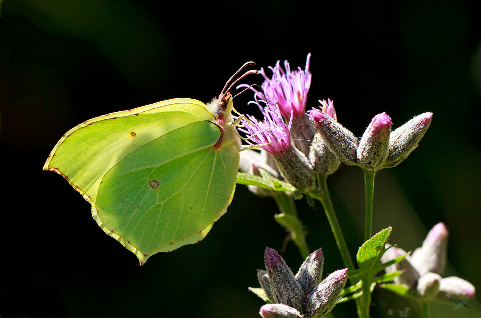 Cedronella (Gonepteryx rhamni)