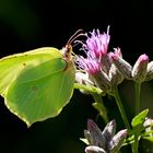 Cedronella (Gonepteryx rhamni)